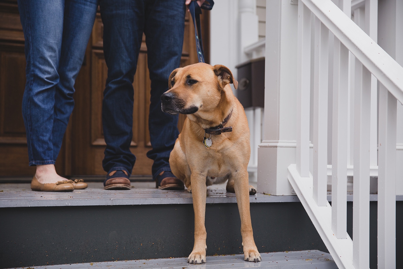 A documentary photograph of a dog sitting on the porch during an in home family session in Boston, Massachusetts