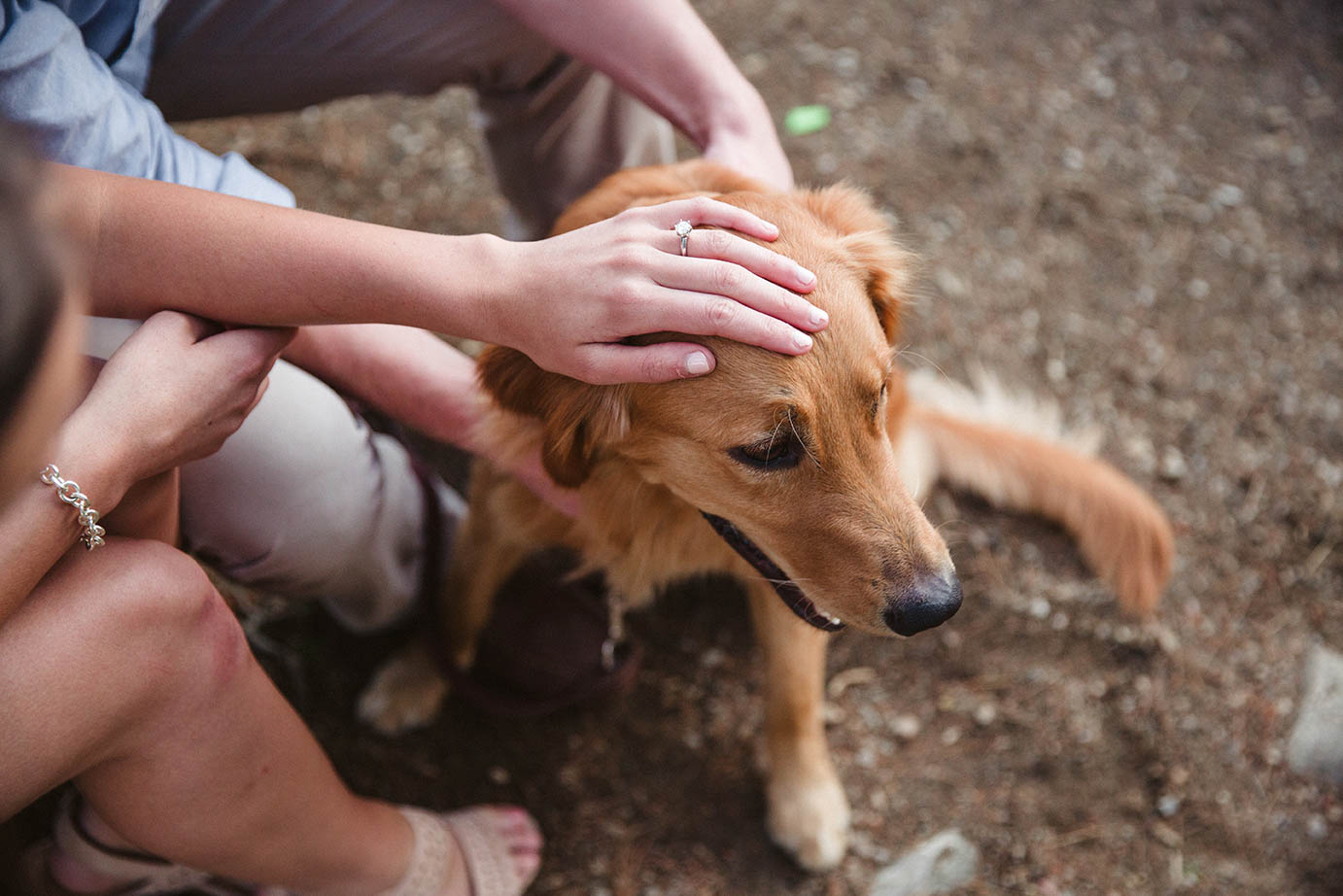 A documentary photograph of a couple petting their dog at Aurburndale Cove during their Boston engagement session
