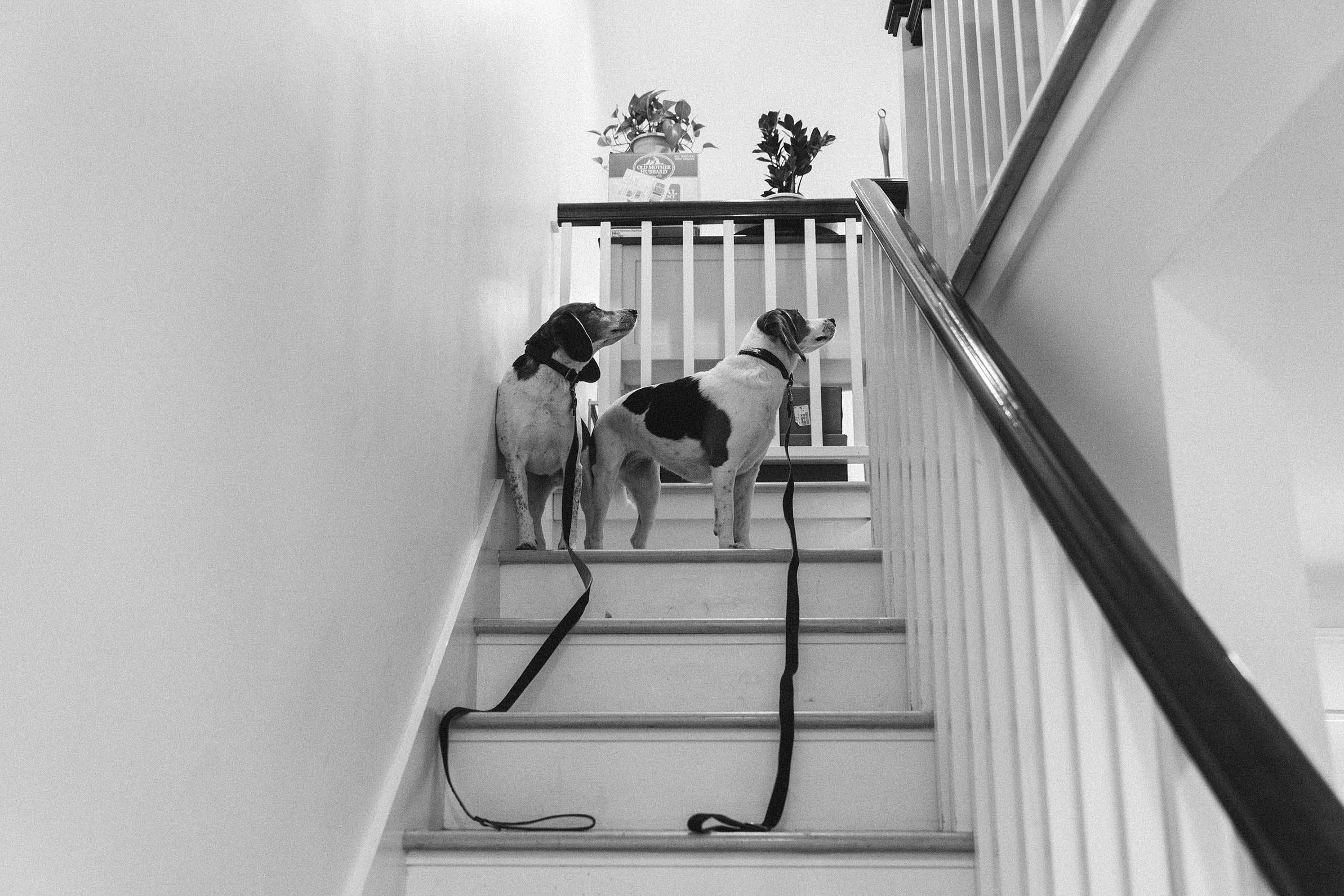 A documentary photograph of a two dogs waiting for their owners to go on a walk during a family session in Boston