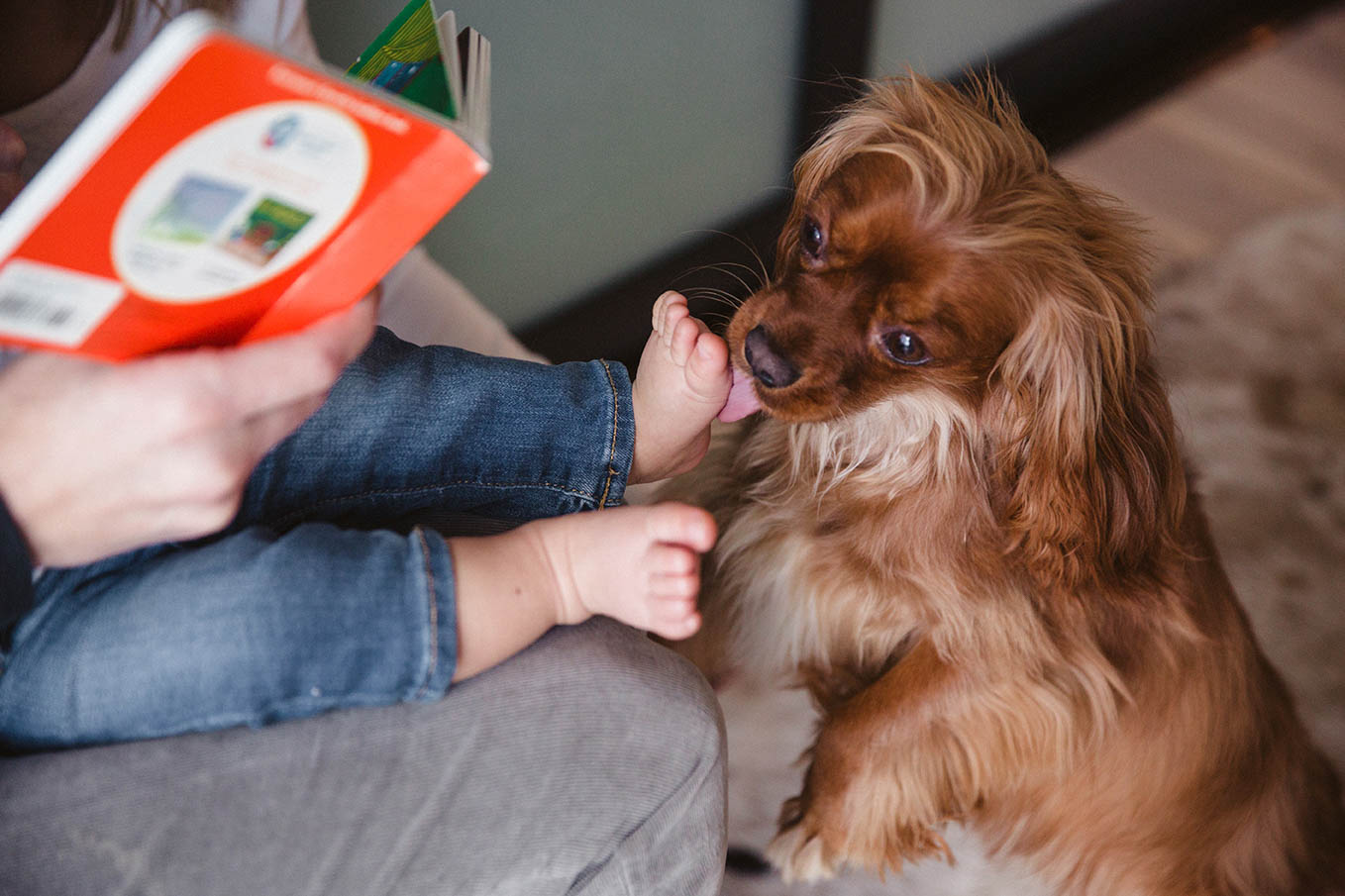A documentary photograph of a dog licking a baby's foot during an in home family session in Boston