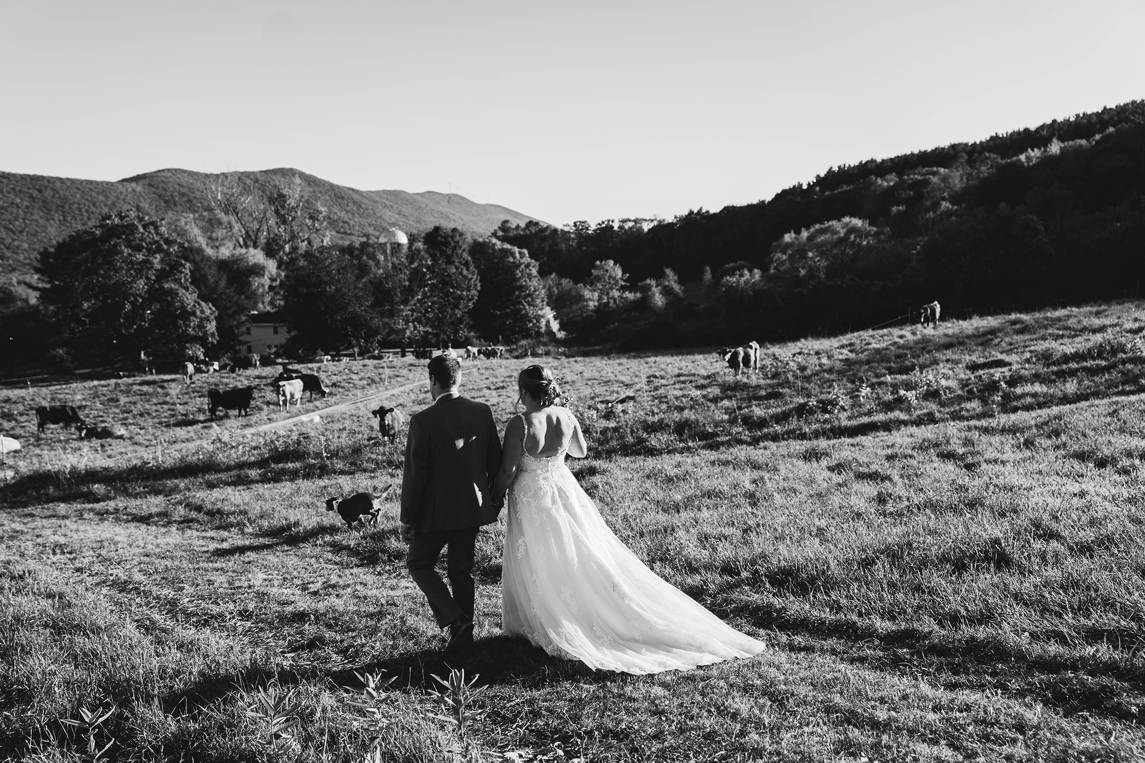 A documentary photograph featured in the best of wedding photography of 2019 showing a couple walking amongst the cows after their outdoor farm ceremony